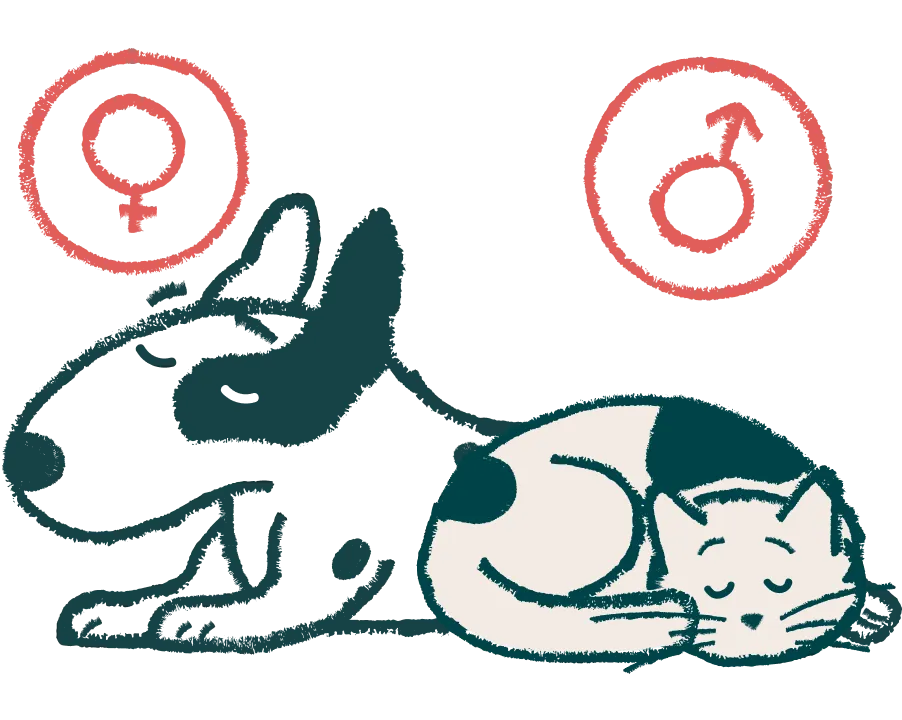 Spay and Neuter in Denver, CO and Chicago, IL Sploot Vets